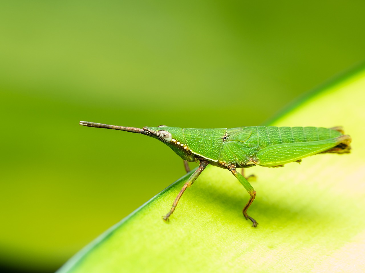 Biodiversity on the Edge: What Can We Do to Protect It?
